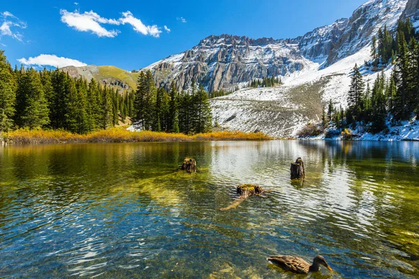 Sonbahar renkleri, titrek kavak orman ve karla kaplı dağ zirveleri Telluride, Colorado