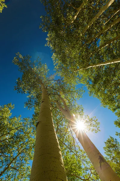 Colores Otoñales Bosques Álamo Picos Montañosos Nevados Telluride Colorado — Foto de Stock