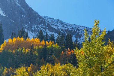 Sonbahar renkleri, titrek kavak orman ve karla kaplı dağ zirveleri Telluride, Colorado