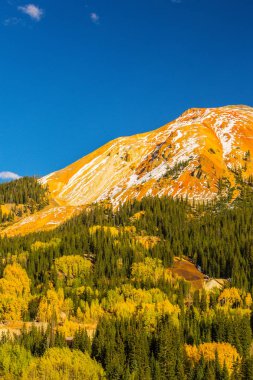 Sonbahar renkleri, titrek kavak orman ve karla kaplı dağ zirveleri Telluride, Colorado
