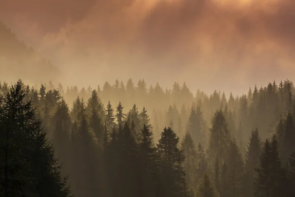 Beau Paysage Montagne Automne Avec Nuages Brumeux Brouillard Forêts Sauvages — Photo