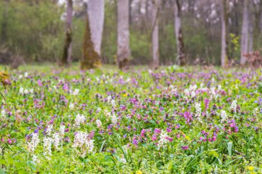 Bahar, vahşi mor ve beyaz çiçekli orman çayır