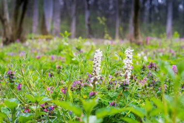 Bahar, vahşi mor ve beyaz çiçekli orman çayır