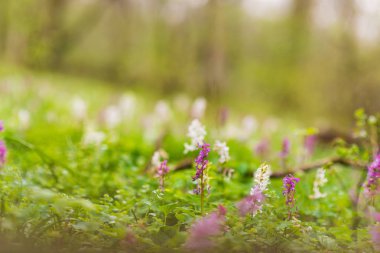 Bir orman, vahşi mor ve beyaz çiçekler, parlak, hoş, bir günde güzel bahar çayır