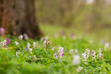Bir orman, vahşi mor ve beyaz çiçekler, parlak, hoş, bir günde güzel bahar çayır