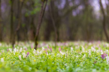 Bir orman, vahşi mor ve beyaz çiçekler, parlak, hoş, bir günde güzel bahar çayır