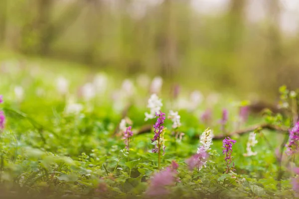 Beautiful Spring Meadow Forest Wild Purple White Flowers Bright Pleasant — Stock Photo, Image