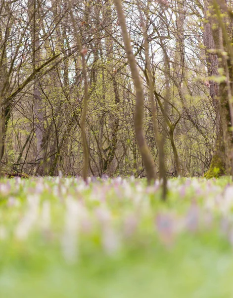 Hermosa Pradera Primavera Bosque Con Flores Silvestres Púrpura Blanca Día — Foto de Stock