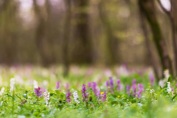 Beautiful Spring Meadow Forest Wild Purple White Flowers Bright Pleasant — Stock Photo, Image