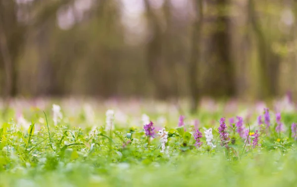 Beautiful Spring Meadow Forest Wild Purple White Flowers Bright Pleasant — Stock Photo, Image