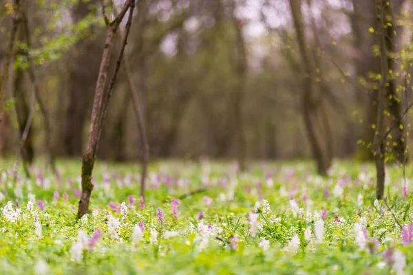 Beautiful Spring Meadow Forest Wild Purple White Flowers Bright Pleasant — Stock Photo, Image