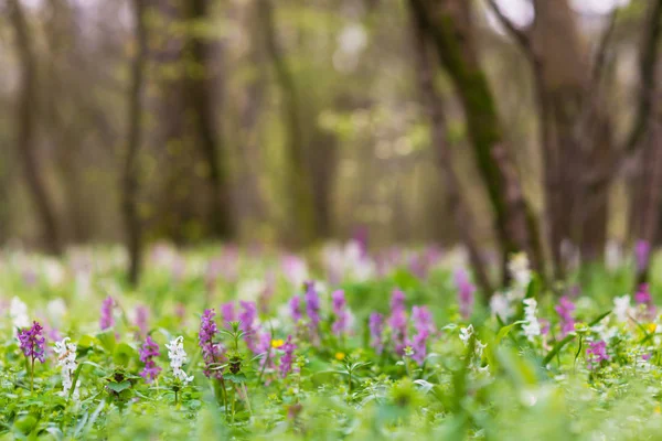 Beautiful Spring Meadow Forest Wild Purple White Flowers Bright Pleasant — Stock Photo, Image