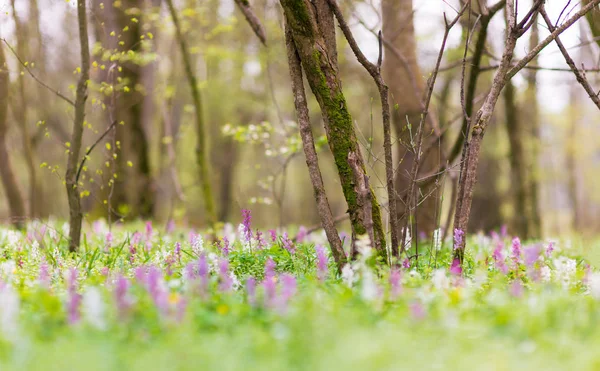 Beautiful Spring Meadow Forest Wild Purple White Flowers Bright Pleasant — Stock Photo, Image