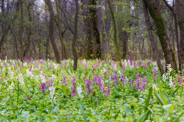 Schöne Frühlingswiese Einem Wald Mit Wilden Lila Und Weißen Blüten — Stockfoto