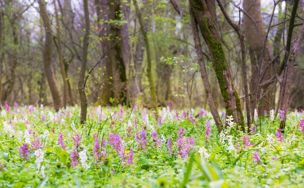 Schöne Frühlingswiese Einem Wald Mit Wilden Lila Und Weißen Blüten — Stockfoto