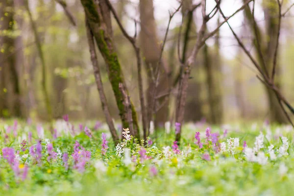 Beautiful Spring Meadow Forest Wild Purple White Flowers Bright Pleasant — Stock Photo, Image