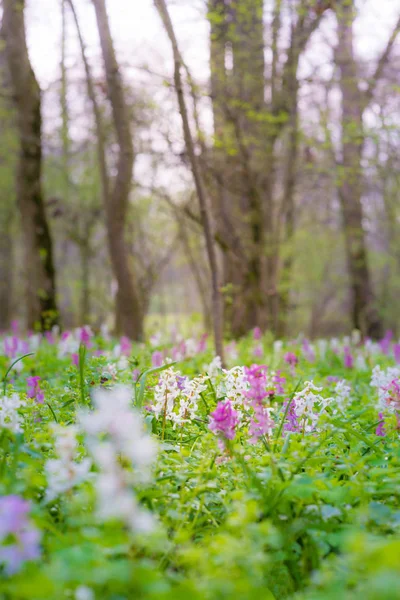 Όμορφη Άνοιξη Λιβάδι Στο Δάσος Άγρια Μωβ Και Λευκά Λουλούδια — Φωτογραφία Αρχείου