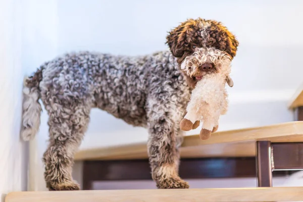 Doldurulmuş oyuncakla oynamak sevimli Lagotto Romagnolo köpek
