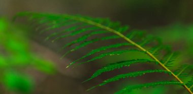 Yeşil fern ormanda bahar, Soyut Kompozisyon