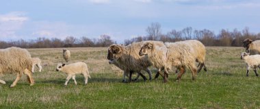 Bahar - görüntü Yeşil Mera üzerinde kırsal ortamda koyun sürüsü