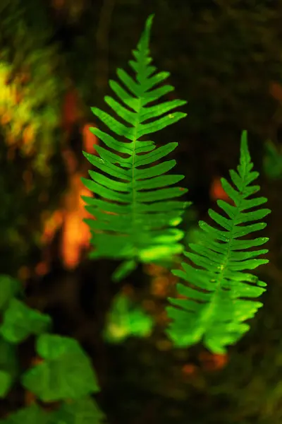 Yeşil Fern Ormanda Bahar Soyut Kompozisyon — Stok fotoğraf