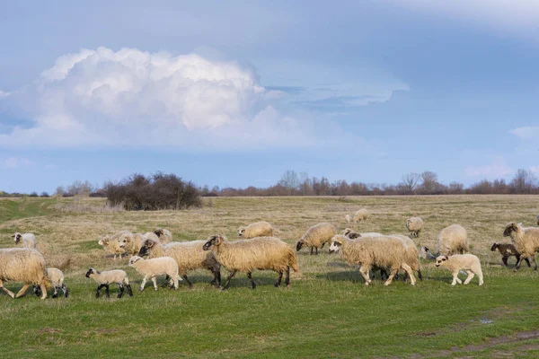 Κοπάδι Πρόβατα Στο Αγροτικό Περιβάλλον Πράσινο Λιβάδι Άνοιξη Εικόνα — Φωτογραφία Αρχείου