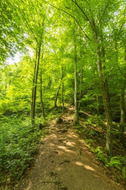 Ormanda ilkbahar ve parlak güneşli bir günde gür yeşil yapraklar