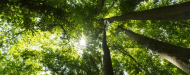 Ormanda ilkbahar ve parlak güneşli bir günde gür yeşil yapraklar