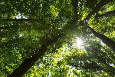 Ormanda ilkbahar ve parlak güneşli bir günde gür yeşil yapraklar