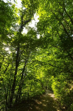 Ormanda ilkbahar ve parlak güneşli bir günde gür yeşil yapraklar