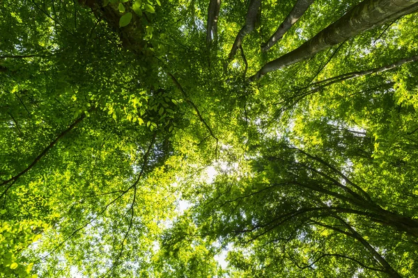 Hermoso Bosque Primavera Exuberante Follaje Verde Día Soleado Brillante — Foto de Stock