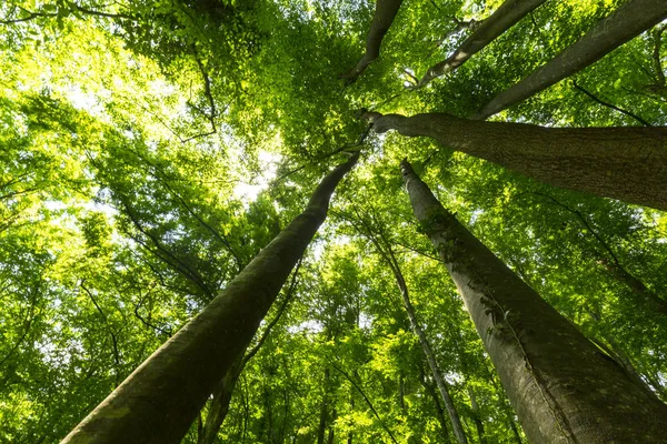 Hermoso Bosque Primavera Exuberante Follaje Verde Día Soleado Brillante — Foto de Stock