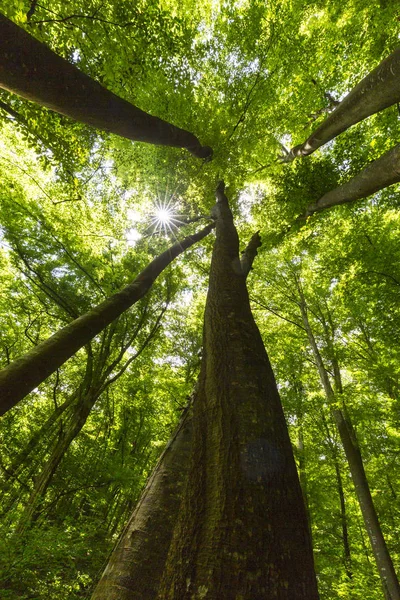 Hermoso Bosque Primavera Exuberante Follaje Verde Día Soleado Brillante — Foto de Stock