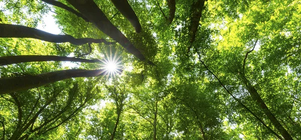 Schöner Wald Frühling Und Saftig Grünes Laub Einem Strahlend Sonnigen — Stockfoto