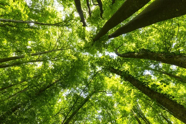 Schöner Wald Frühling Und Saftig Grünes Laub Einem Strahlend Sonnigen — Stockfoto