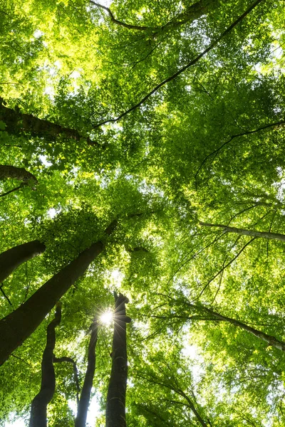 Schöner Wald Frühling Und Saftig Grünes Laub Einem Strahlend Sonnigen — Stockfoto