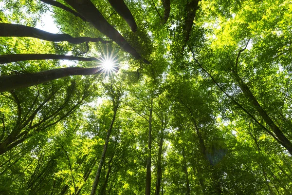 Schöner Wald Frühling Und Saftig Grünes Laub Einem Strahlend Sonnigen — Stockfoto