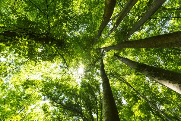 Schöner Wald Frühling Und Saftig Grünes Laub Einem Strahlend Sonnigen — Stockfoto