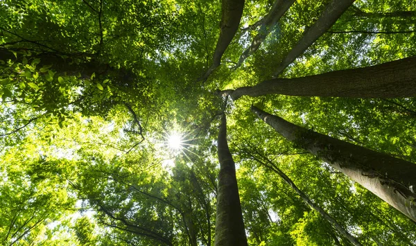 Hermoso Bosque Primavera Exuberante Follaje Verde Día Soleado Brillante — Foto de Stock