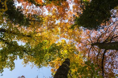 Ormanın içinde güneşli bir canlı sonbahar renkleri