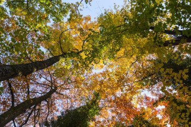 Ormanın içinde güneşli bir canlı sonbahar renkleri