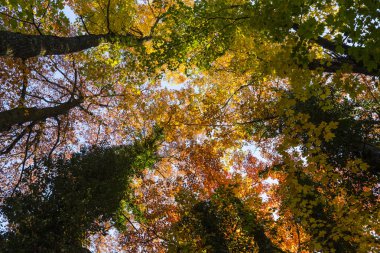 Ormanın içinde güneşli bir canlı sonbahar renkleri