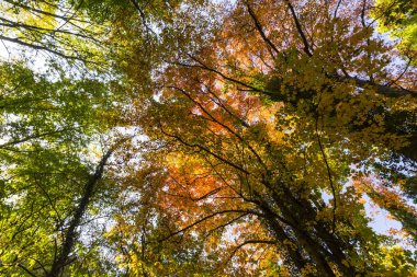 Ormanın içinde güneşli bir canlı sonbahar renkleri