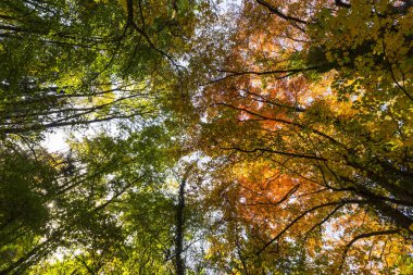 Ormanın içinde güneşli bir canlı sonbahar renkleri