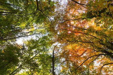 Ormanın içinde güneşli bir canlı sonbahar renkleri