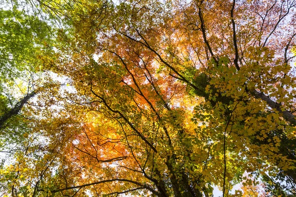 Élénk Őszi Színek Egy Napsütéses Napon Erdő — Stock Fotó