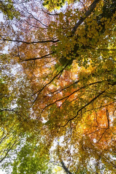 Cores Vibrantes Outono Dia Ensolarado Floresta — Fotografia de Stock