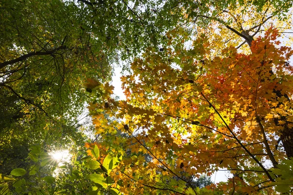 Colores Otoño Vibrantes Día Soleado Bosque — Foto de Stock