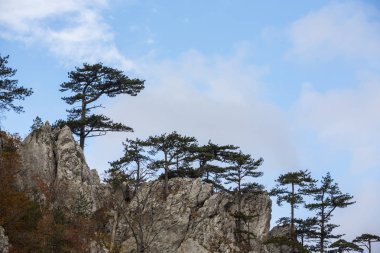 Sonbahar sahne güzel bitki örtüsü ve sis bulutları ile dağlarda