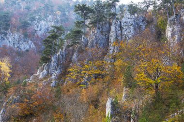 Sonbahar sahne güzel bitki örtüsü ve sis bulutları ile dağlarda